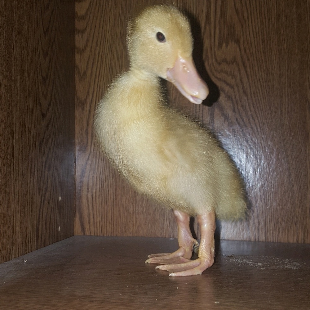 Meet your Posher, Jodi